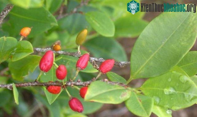 Ba loài thực vật "sát thủ" của nhân loại, loài thứ 3 "giết chết" 7 triệu người mỗi năm! ảnh 0