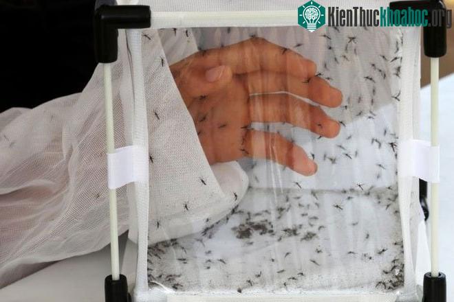 Thí nghiệm để muỗi đốt