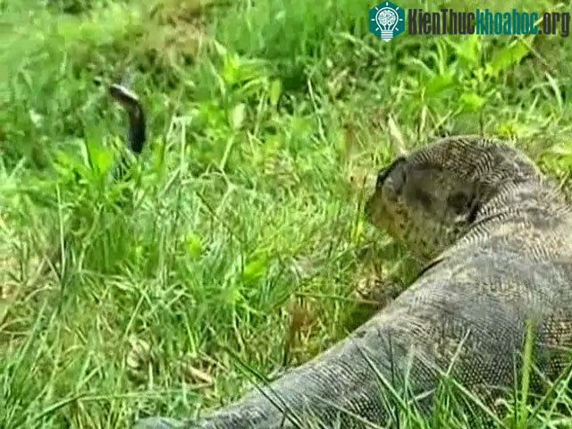 Kỳ đà có đòn tấn công bằng... đuôi rất lợi hại.