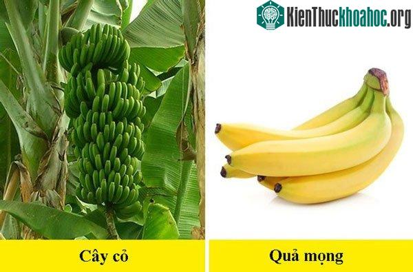 Chuối có họ hàng với cây cọ - Sai