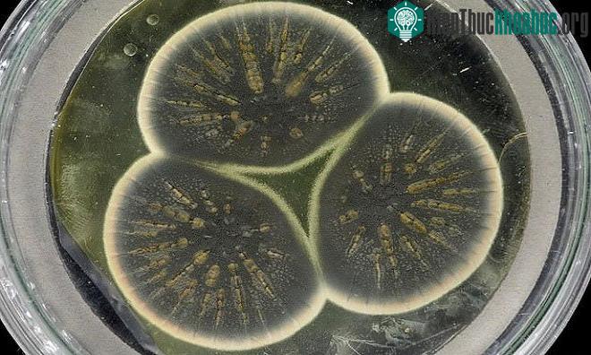 Nấm nuôi cấy từ mẫu vật của Alexander Fleming.