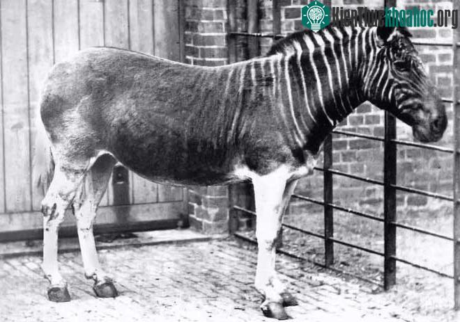 Quagga được cho là loài ngựa vằn độc nhất
