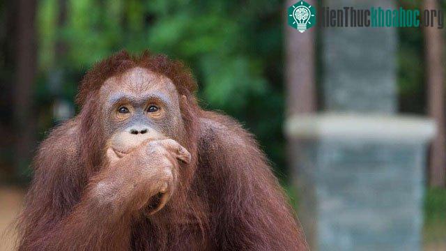 Không phải tất cả con người đều có thể tuyên bố mình thông minh hơn khỉ chỉ vì có bộ não lớn hơn.