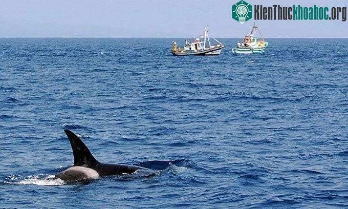 Cá voi sát thủ tấn công tàu thuyền liên tiếp ngoài khơi Tây Ban Nha.