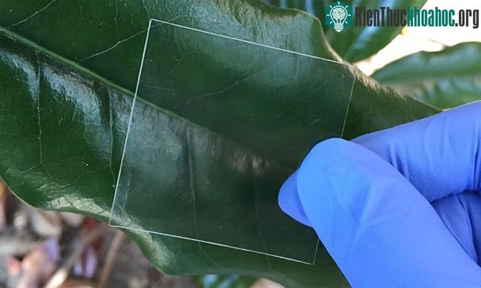 Gỗ trong suốt là vật liệu hứa hẹn trong tương lai.
