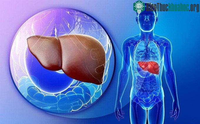 Viêm gan C lây truyền qua đường máu, đường tình dục và mẹ truyền cho con qua nhau thai.