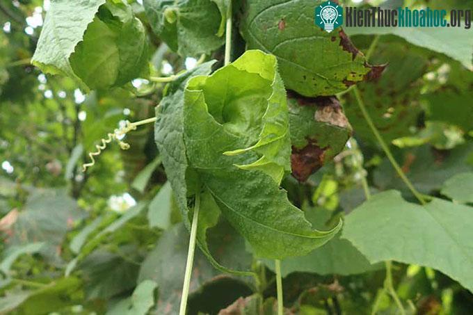 Lá của cây nho Schizopepon bryoniifolius cuộn lại thành kén để bảo vệ quả non.
