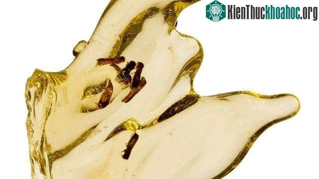 Côn trùng mắc kẹt trong hổ phách.