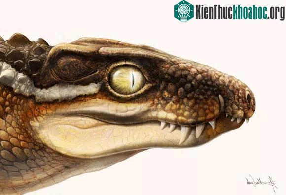 Sinh vật kinh dị 71 triệu tuổi khiến siêu khủng long phải khiếp sợ ảnh 0