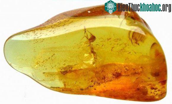 Hóa thạch hổ phách luôn có ý nghĩa rất lớn với khoa học