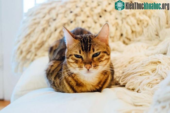 Quan điểm về việc chớp mắt chậm rãi có thể thu hút được những chú mèo không mới