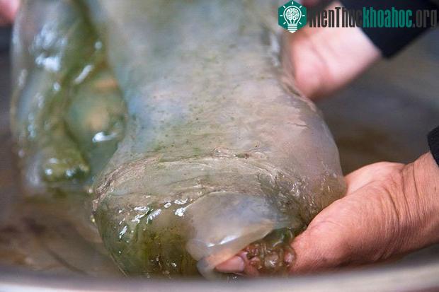 Nó là một khối bầy nhầy, trơn nhẵn và trong suốt.