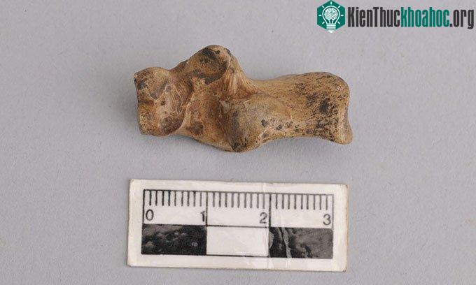 Hóa thạch xương gót chân của Mesopithecus pentelicus.