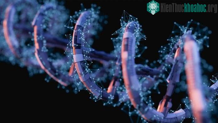 Hội chứng suy giảm miễn dịch nghiêm trọng là bệnh do di truyền, đột biến gene gây nên.
