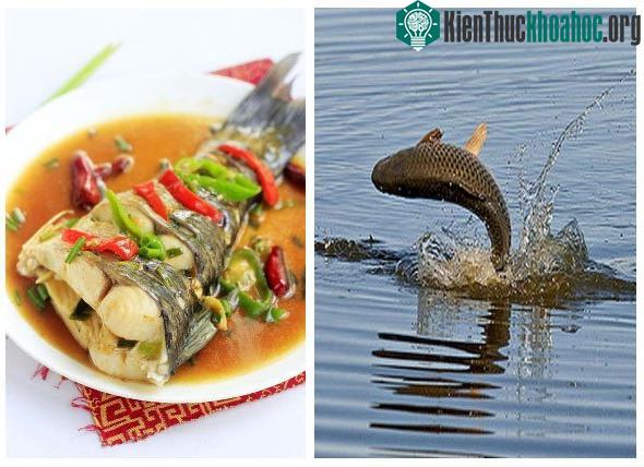 Cá trắm cỏ