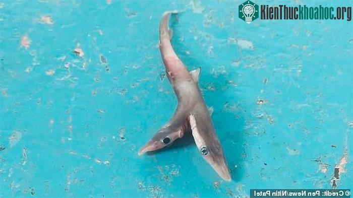 Cá mập hai đầu cực hiếm sa lưới ngư dân ảnh 1