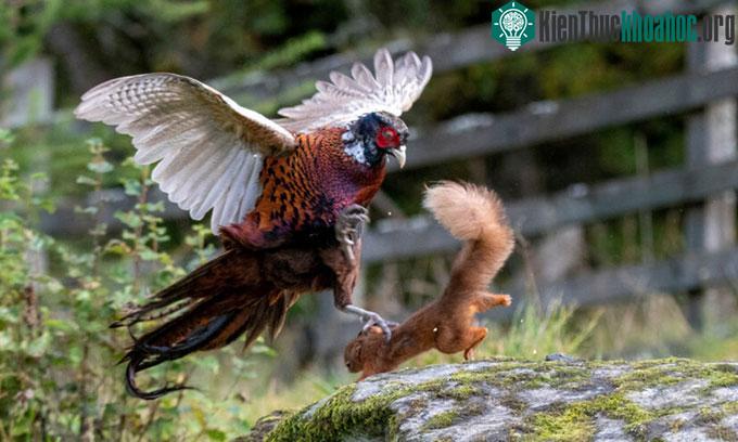 Gà lôi dùng móng vuốt để phản công.
