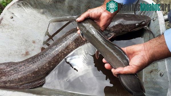 Cận cảnh con cá trê nặng 8 kg và dài đến hơn 1m
