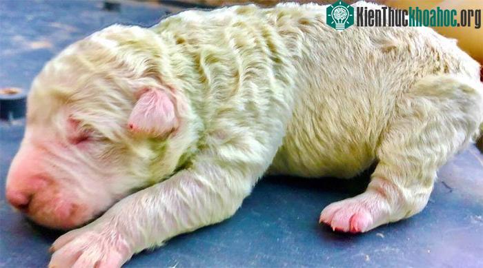 Bộ lông của Pistachio đã nhạt dần so với lúc mới ra đời.