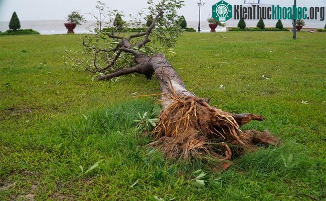 Một cây xanh bị bật gốc trên đường ven biển TP Quy Nhơn.