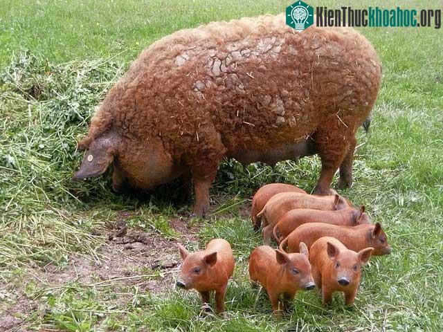 Mangalica là một trong những giống lợn béo nhất thế giới.