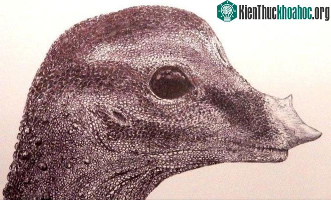 Hình ảnh minh họa của phôi thai khủng long được công bố vào ngày 27/8.