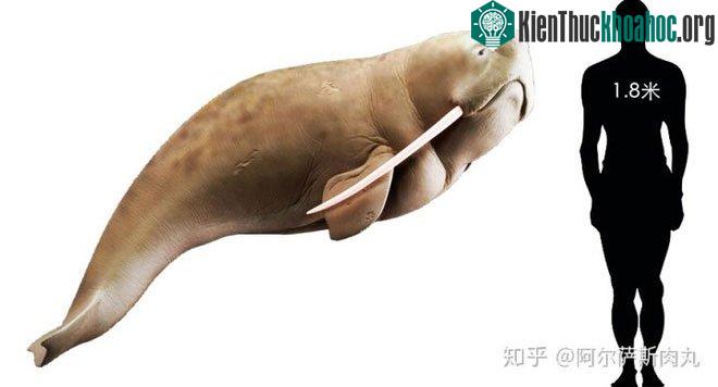 So sánh kích thước của cá voi Odobenocetops với người trưởng thành.