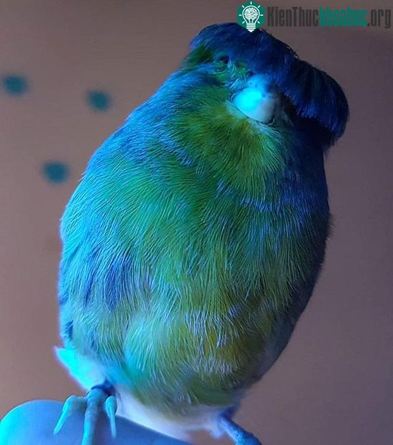 Gloster Canary là thành viên khá "nhỏ con" và rất năng động của gia đình chim hoàng yến.