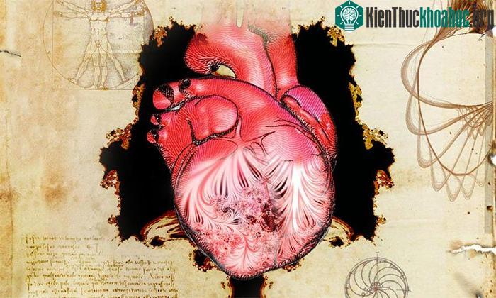 Hình ảnh quả tim và dải cơ được mô tả lần đầu bởi Leonardo da Vinci.