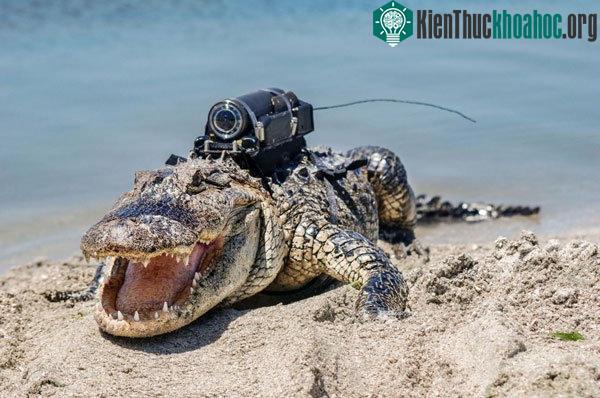 Camera được đặt trên lưng của một con cá sấu thuộc khu vực Trung tâm Vũ trụ John F