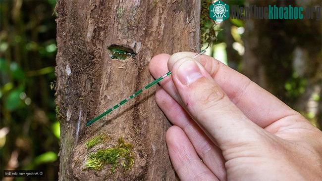 Thực vật chúng tích trữ niken trong chồi, lá, rễ hay nhựa cây.