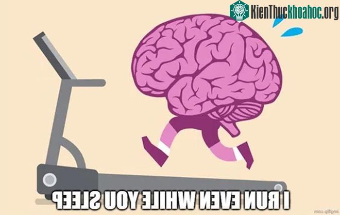 Trung bình toàn bộ não sẽ tiêu thụ khoảng 0.25 calo mỗi phút.