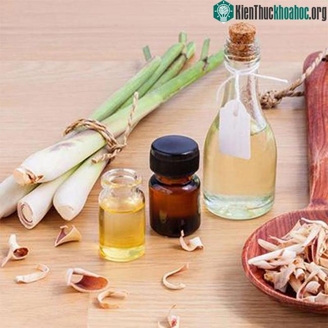 Sử dụng tinh dầu để đuổi chuột