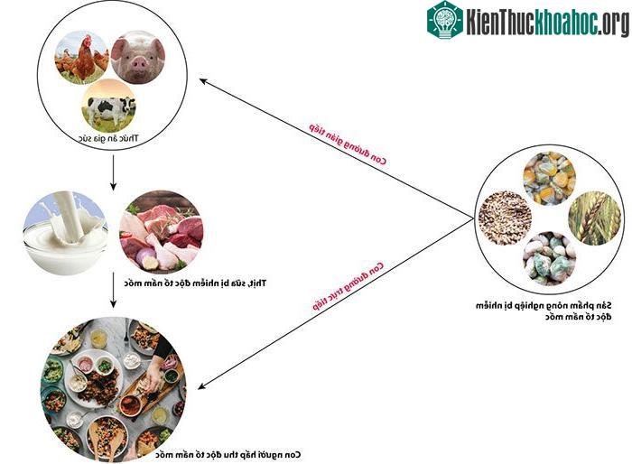 Con đường hấp thu độc tố nấm mốc ở người từ các sản phẩm nông nghiệp.