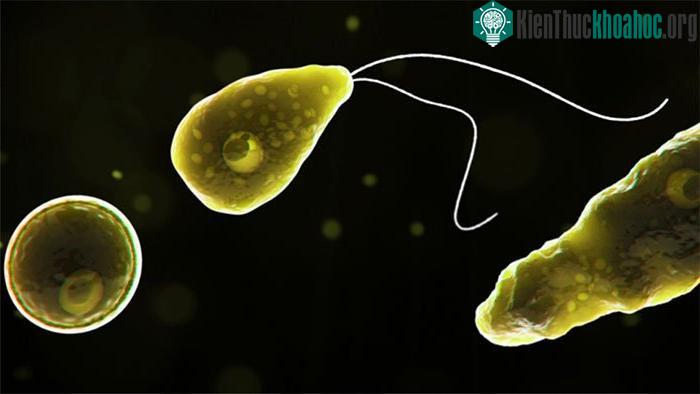 Amip ăn não: Nguyên nhân, triệu chứng và điều trị ảnh 1
