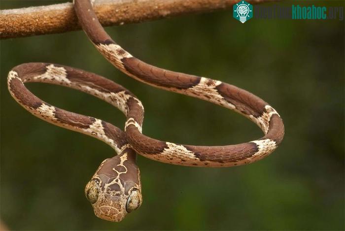 Rắn đầu khủng mình dây có biệt tài độc đáo là...ném đầu để săn mồi.