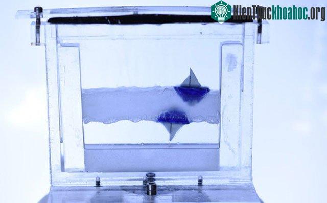 Một thí nghiệm phản trực giác nhưng không hề phản khoa học