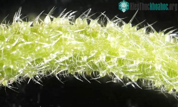 Loài thực vật tiết chất độc như bọ cạp ảnh 1