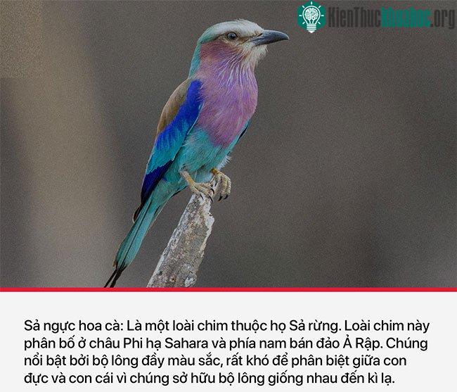Chim sả ngực hoa cà