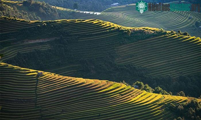 Mùa lúa chín có lẽ là mùa đẹp nhất ở Mù Cang Chải