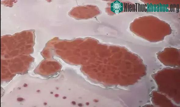 Màu sắc này thực chất xuất phát từ một loài tôm nước mặn.