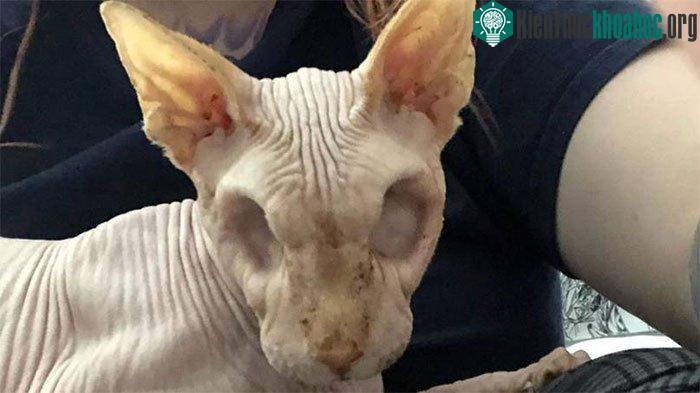 Dù không có mắt nhưng mèo vẫn sống khá vui vẻ và hạnh phúc.