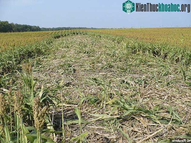Một ruộng ngô ở Mỹ bị lợn rừng phá tan hoang.