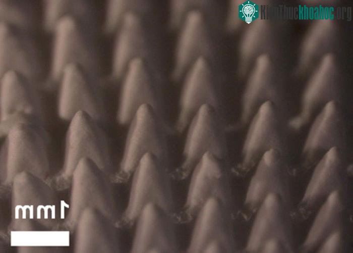 Miếng dán chứa 100 microneedles.