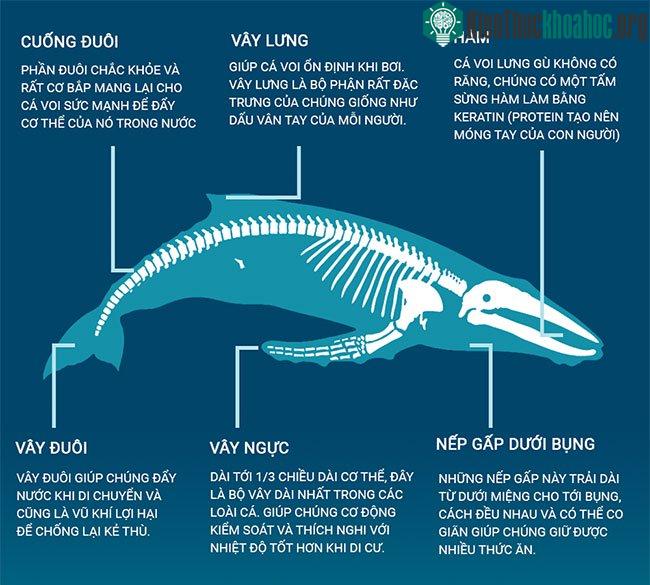 Có phải cá voi lưng gù là bá chủ đại dương? ảnh 1
