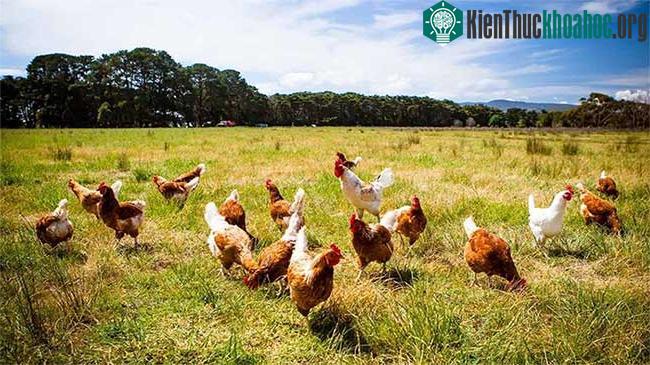 Thịt “không kháng sinh” nghĩa là gì? ảnh 1