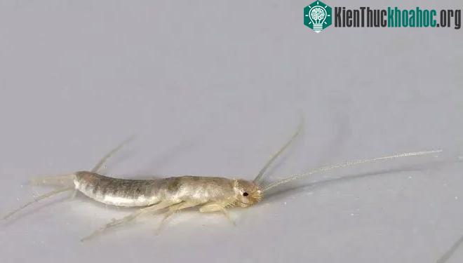 Bọ bạc là mọt loài sâu màu trắng bạc sống trong quần áo và sách vở