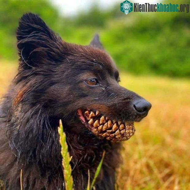 Con chó này chỉ là đang ngậm một quả thông thôi