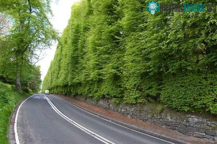 Hàng rào nằm dọc theo Đường A93 Perth-Blairgowrie và là nơi du khách có thể ngắm nhìn quanh năm.