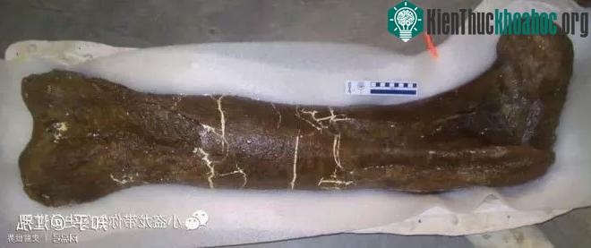 Xương đùi B-rex với chiều dài 1,15 mét.
